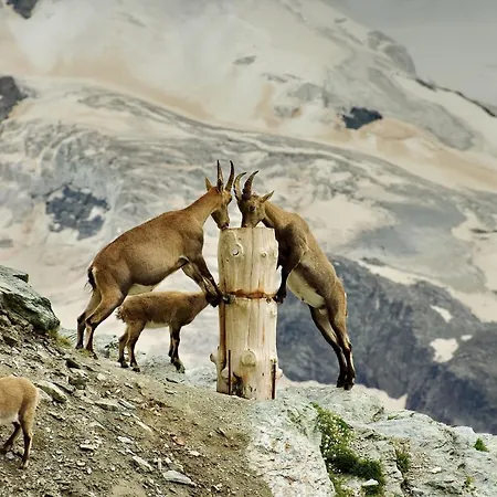 3100 Kulmhotel Gornergrat Zermatt