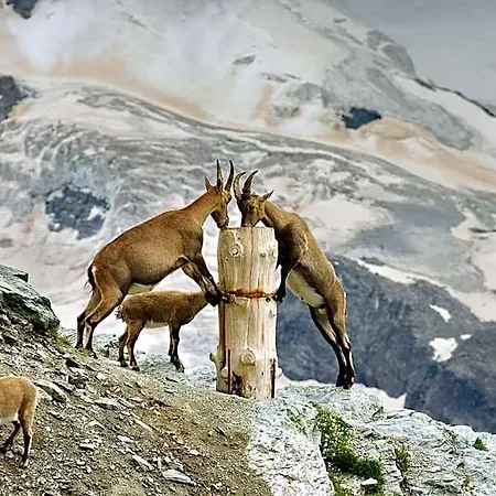 3100 Kulmhotel Gornergrat 3* Zermatt