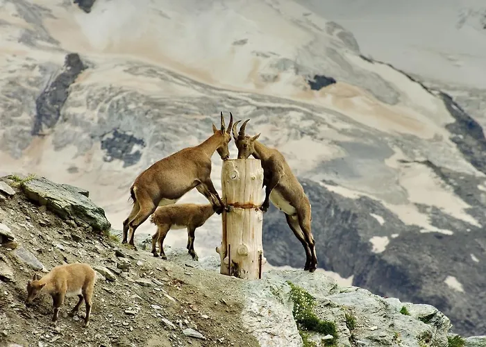 3100 Kulmhotel Gornergrat Zermatt